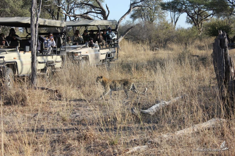 A Leopard sighting on A Game Drive