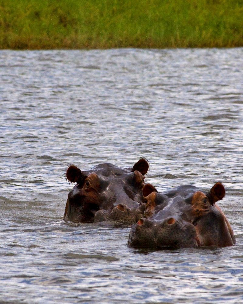 Pair of hippos, Lake Kariba