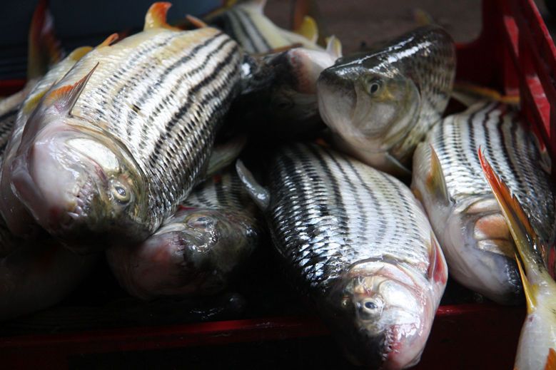 Tiger Fishing on Lake Kariba