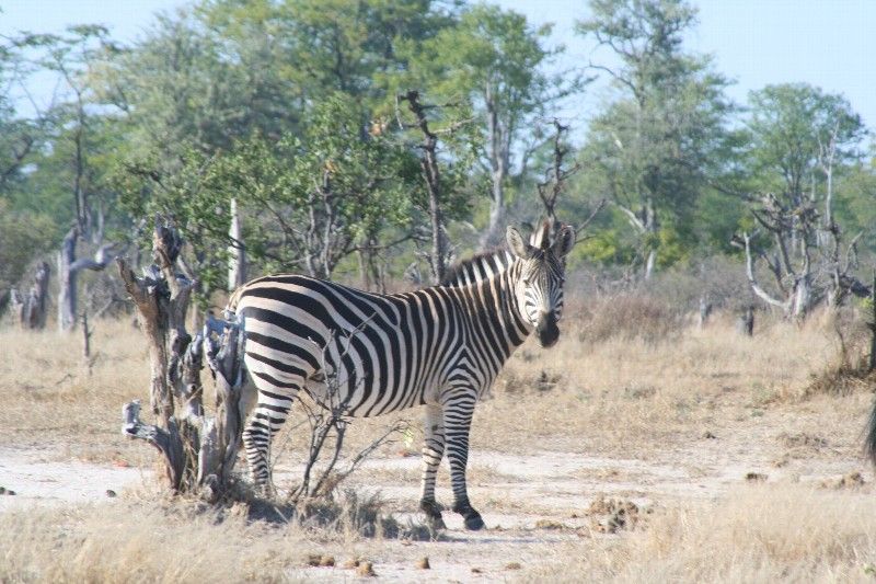 Time to Check Out Zimbabwe's Big Five