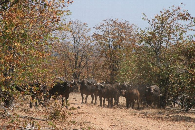 Time to Check Out Zimbabwe's Big Five