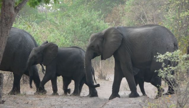 Mahango Game Reserve