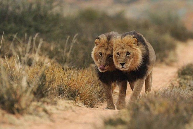 Namibia – A Conservation Success Story