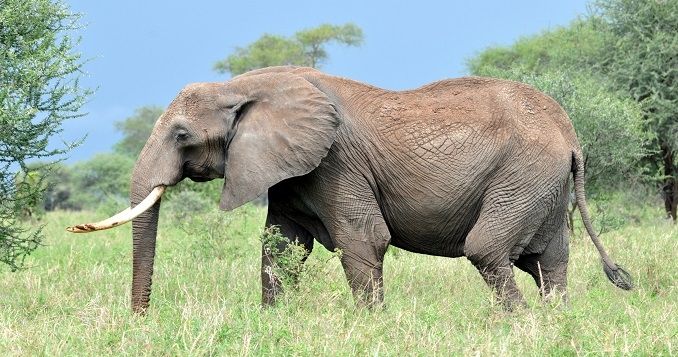 Nigerian Elephant