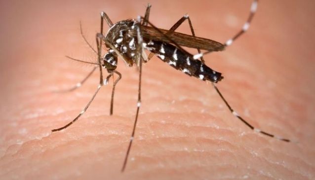 Dengue cases in Bali drop