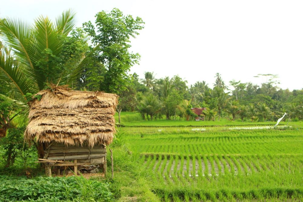 Rice paddies in Ubud next to Alila Ubud