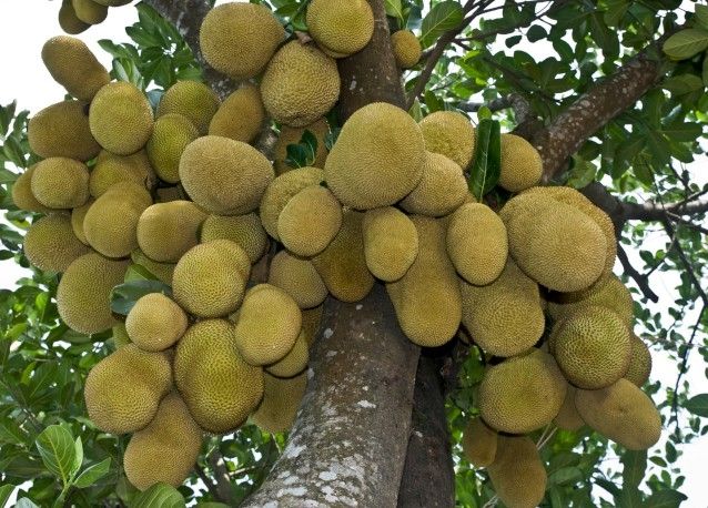 Bali's Paradise Fruits