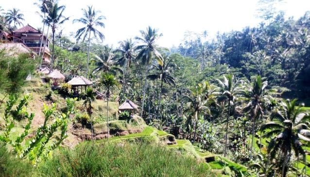 Renewing the Resources of Bali