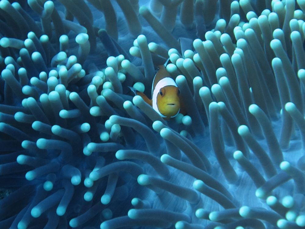 Close Encounters in the Gili Islands