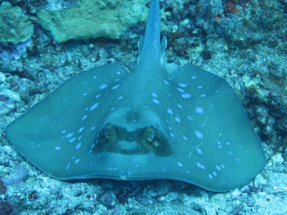 Close Encounters in the Gili Islands