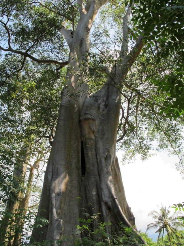 Giant Trees in East Lombok