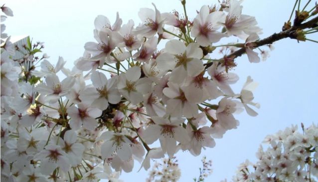 Cherry Blossom Viewing in Seoul