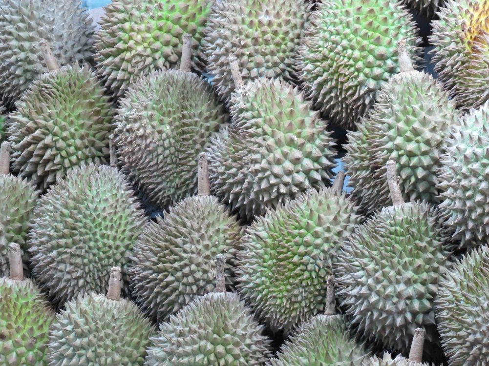 The spikey Durian fruit