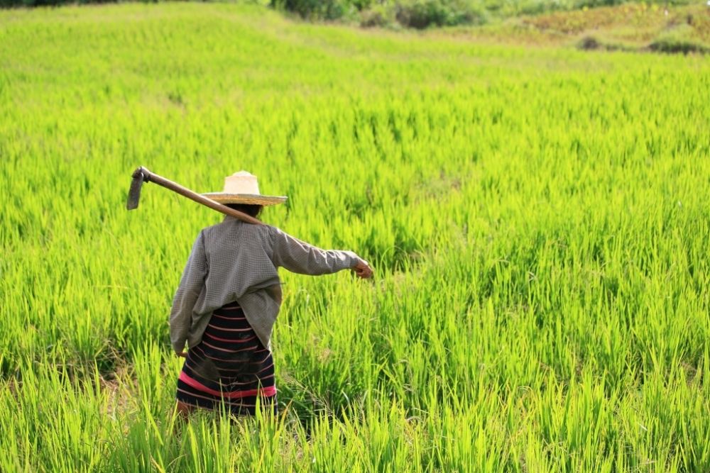 Great Walks in Chiang Mai