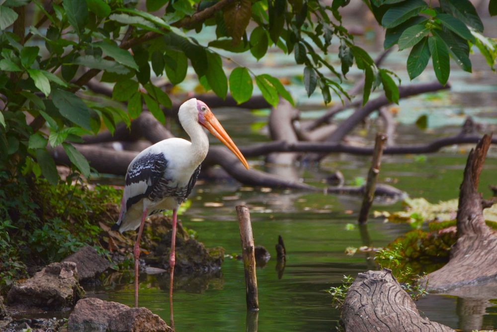 An Afternoon at Saigon Zoo and Botanical Gardens