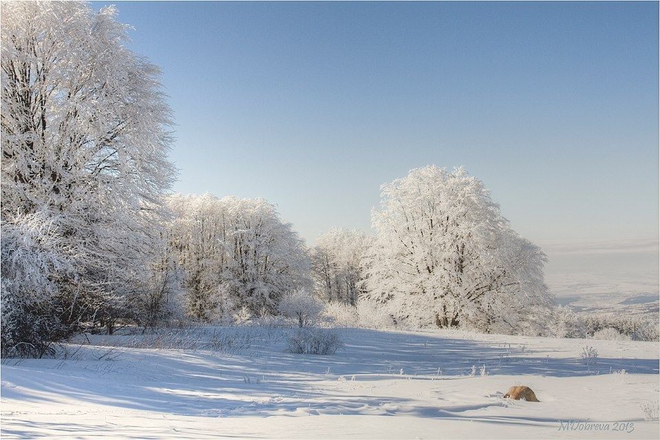 Under the Mistletoe in Bulgaria