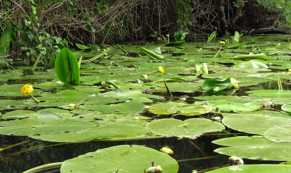 The yellow water-lily