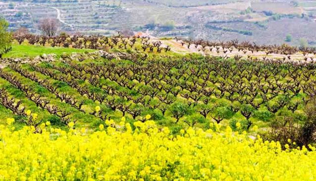 Choose your wine route in Cyprus