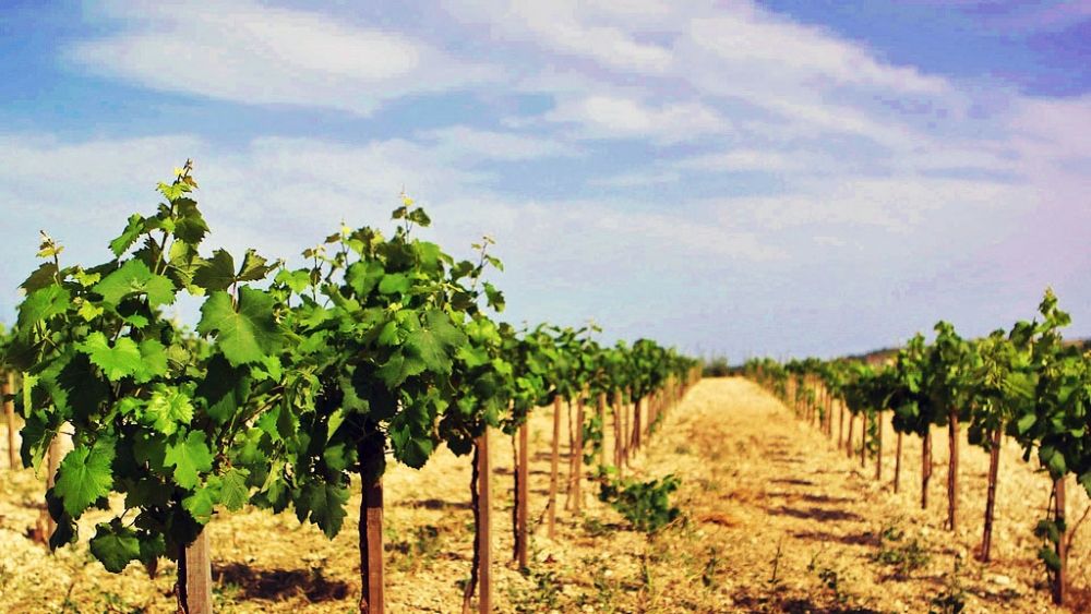 Choose your wine route in Cyprus