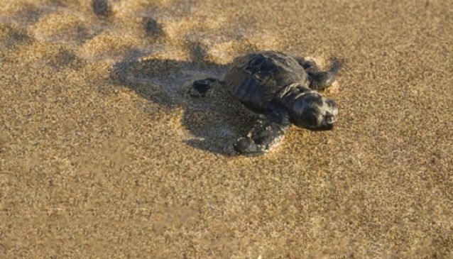 Saving Cyprus’ Caretta-Caretta Turtles