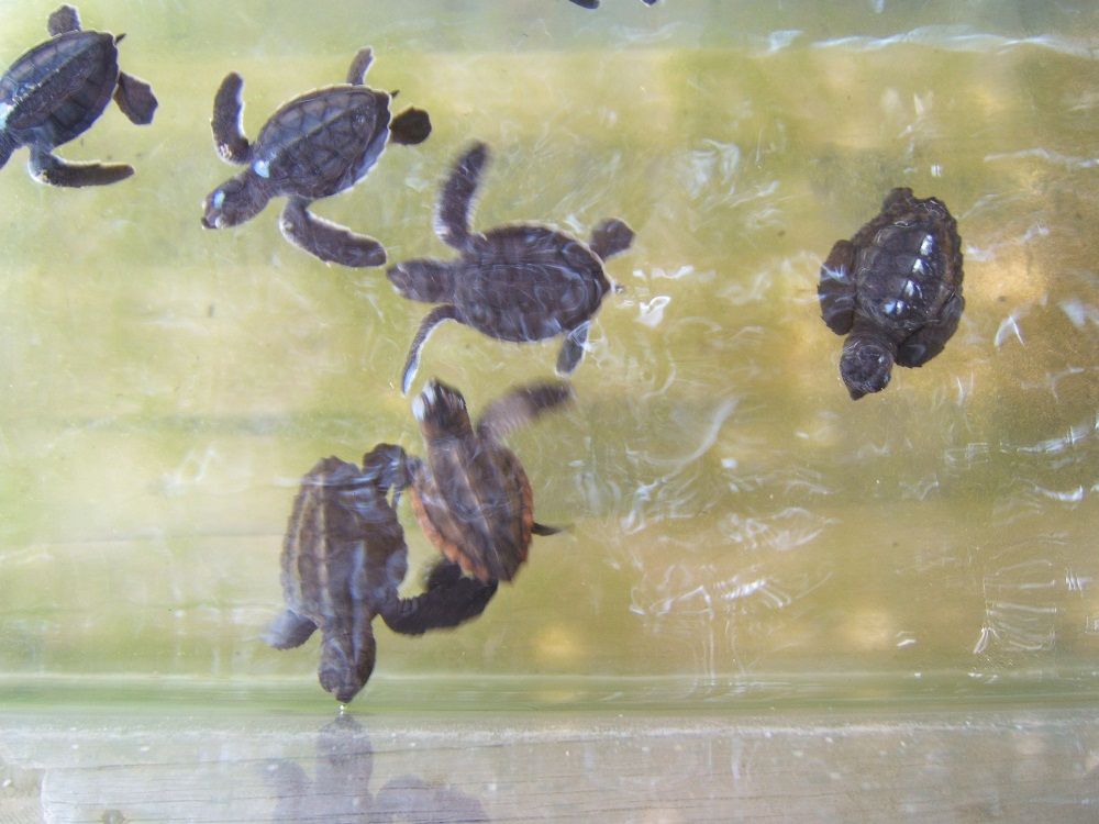 Baby Caretta-Caretta