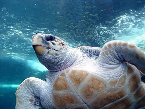 Saving Cyprus’ Caretta-Caretta Turtles