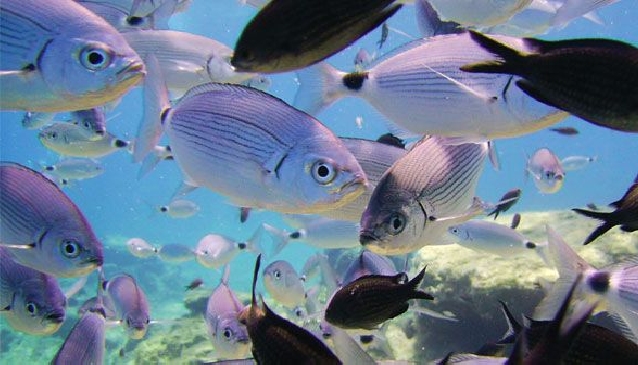 Diving into Larnaca, Cyprus