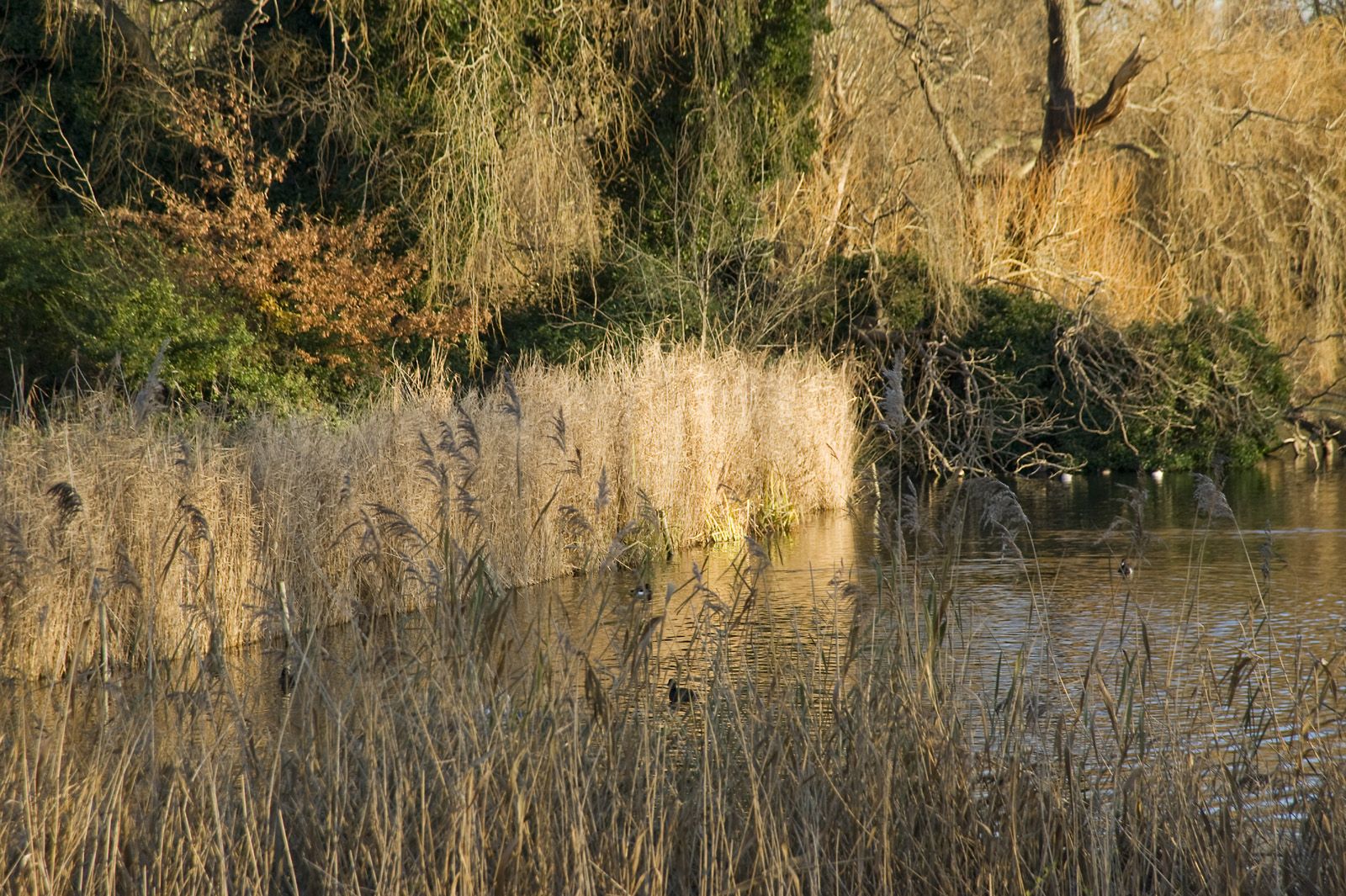 Top Parks in Springtime London