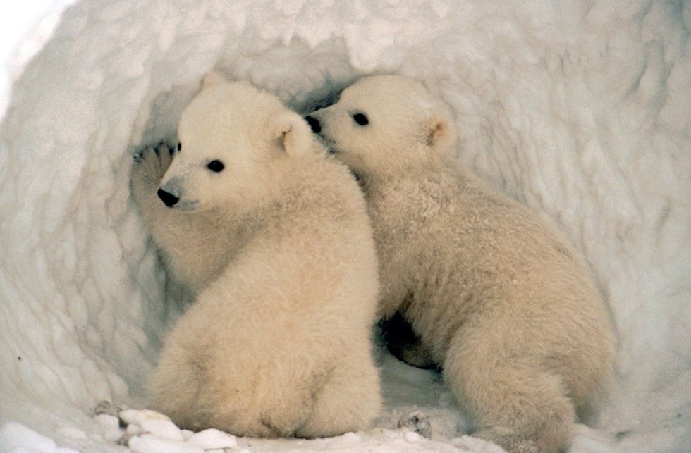 Animals in Iceland (Or Lack Thereof)