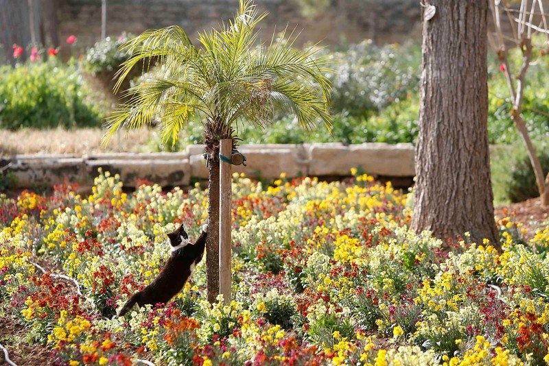 Cats in Malta