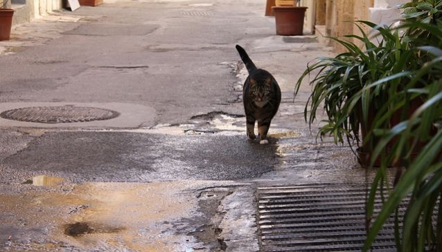 Cats of Malta