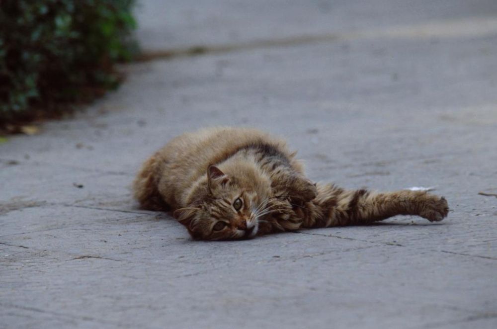 Cats of Malta