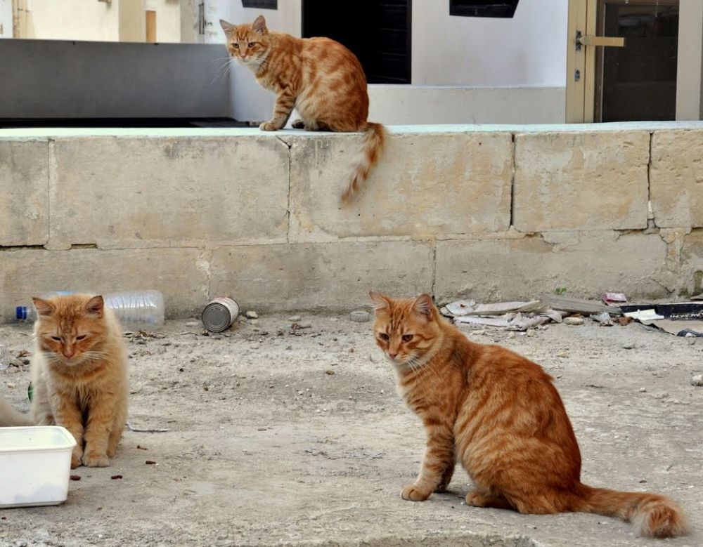 Cats of Malta