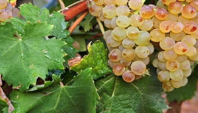 Inbid ta' Malta - Wines of Malta