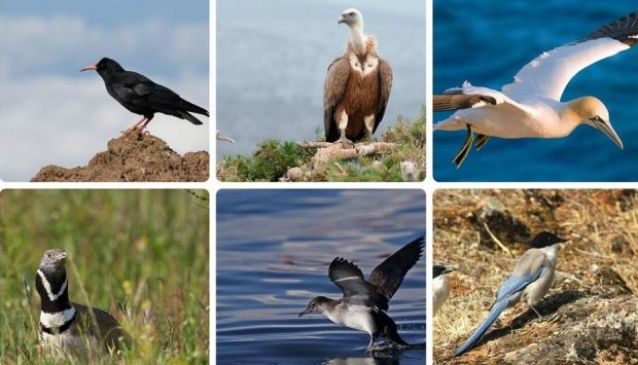 Sagres Birdwatching Festival 2015 