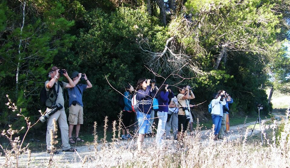 Birdwatching in Sagres