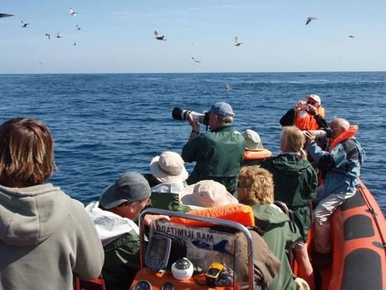 Sagres Birdwatching Festival 2015 