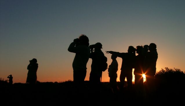 Bird Watching in the Algarve