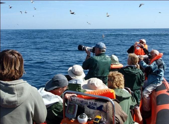 Bird Watching in the Algarve