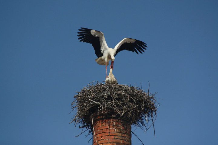 Chimney top stork's nest