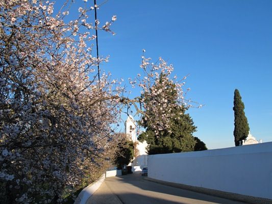 Almond blossom in Porches