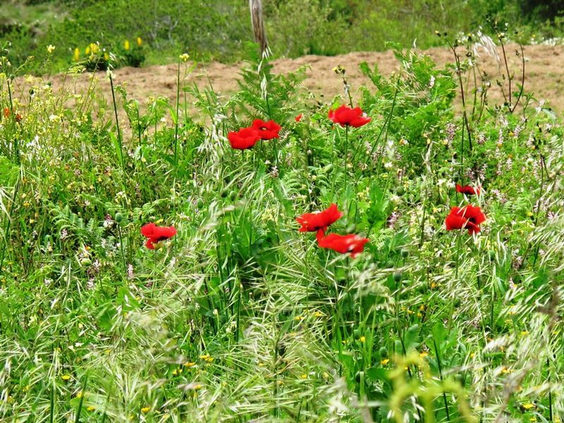 Walking in Algarve