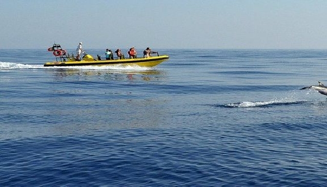 Dolphin Watching in the Algarve