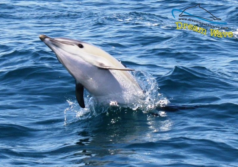 Dolphin watching in the Algarve