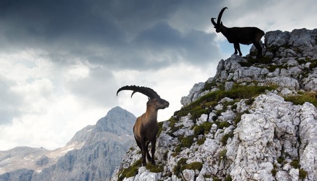 Distinctive Animals in Slovenia