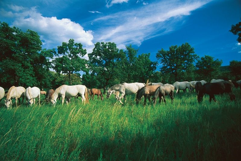 Lipizzaners; Credits: Slovenia.info; Author: B. Kladnik