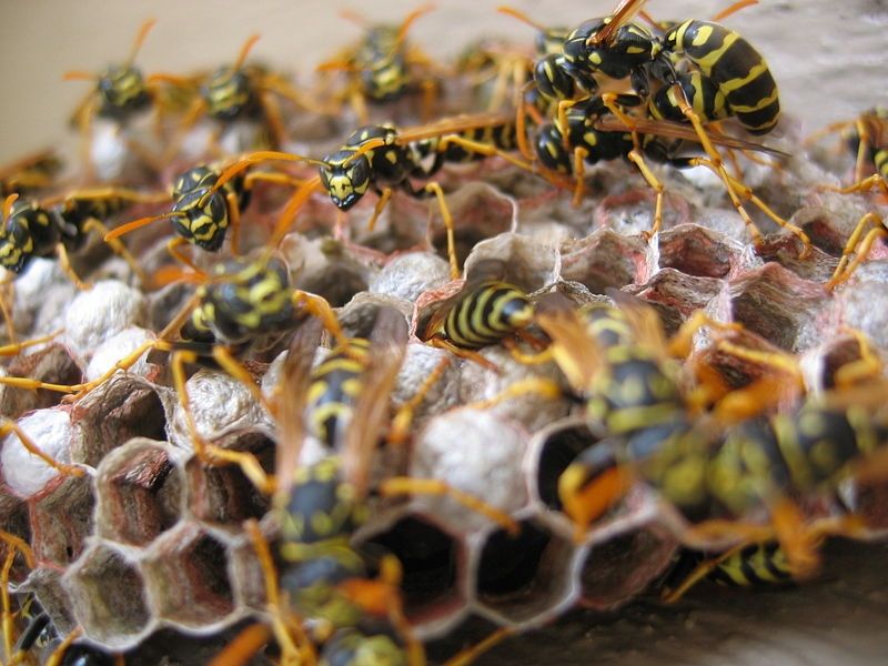 Wasps and Hornets; Picture Credits: www.wildattitude.com/