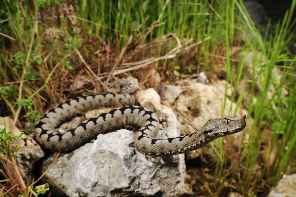 Deadly Animals in Slovenia