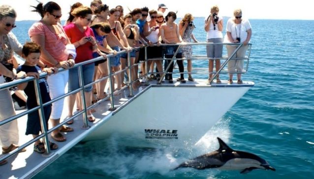 Whale and Dolphin Spotting In Auckland
