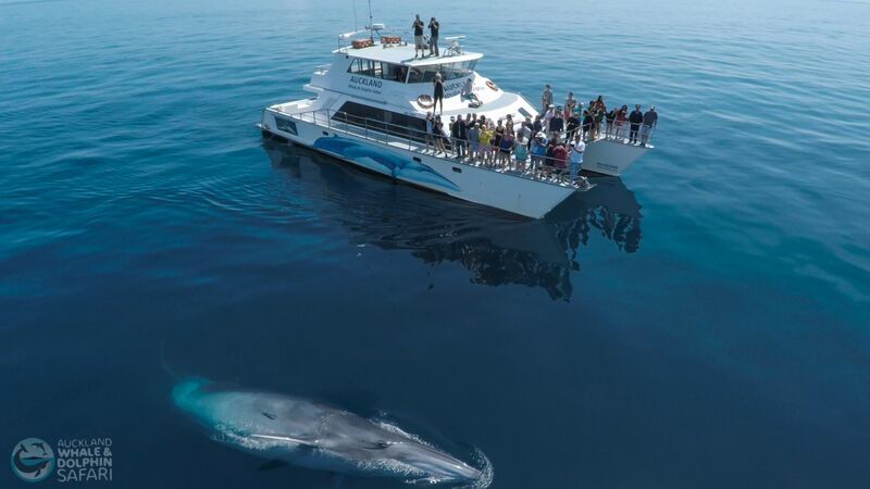 Whale and Dolphin Spotting In Auckland